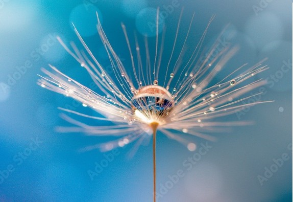 plant image for website