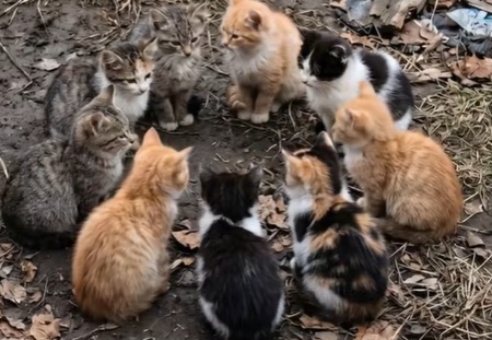 kittens in a group meeting